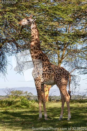 Image of giraffe on a background of grass