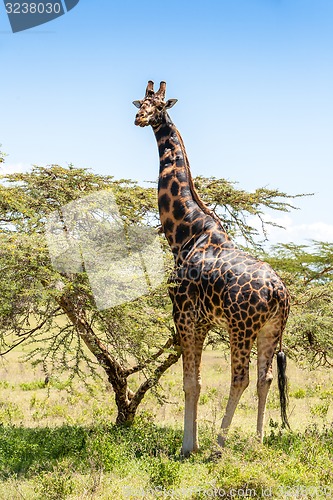 Image of giraffe on a background of grass