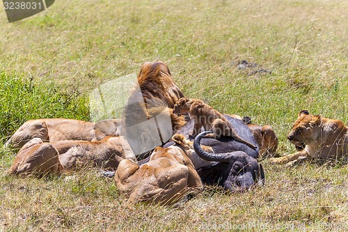 Image of Lions Feeding