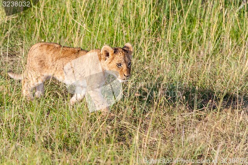 Image of lion cub on the plains Kenya
