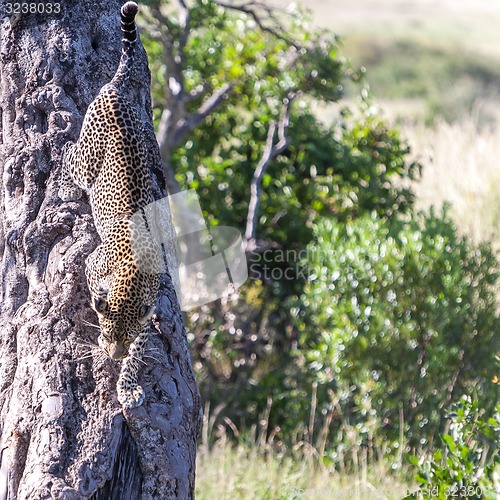 Image of Leopard in big tree