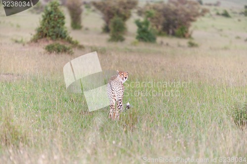 Image of cheetah