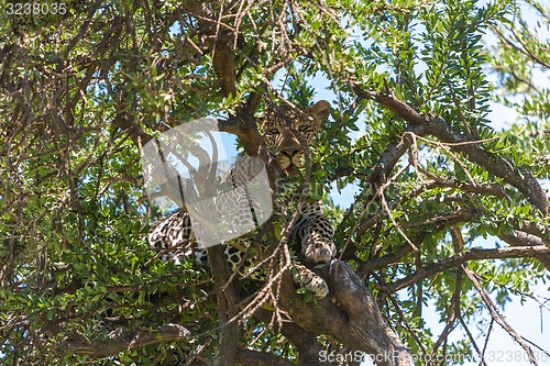 Image of Leopard in big tree