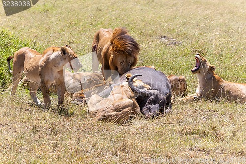 Image of Lions Feeding