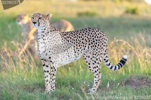 Image of cheetah