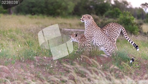 Image of The two cheetahs