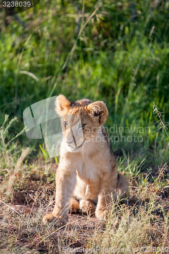 Image of lion cub on the plains Kenya