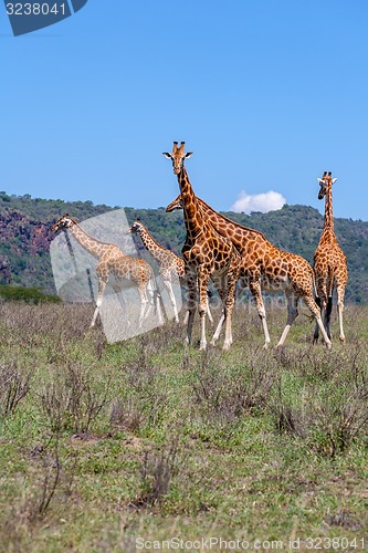 Image of Giraffes herd in savannah