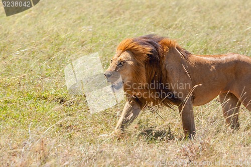 Image of lion close up against grass background