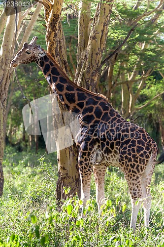 Image of giraffe on a background of grass