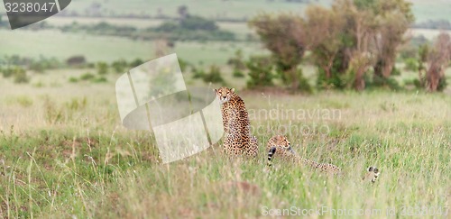 Image of The two cheetahs