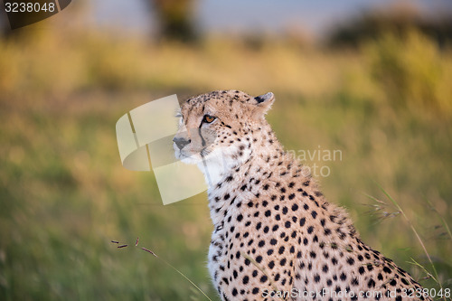 Image of cheetah