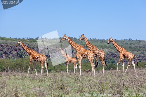 Image of Giraffes herd in savannah