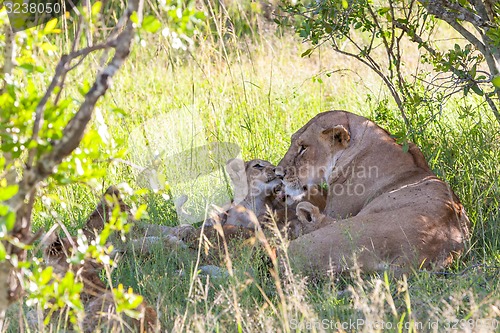 Image of lion cub on the plains Kenya. mother with her baby