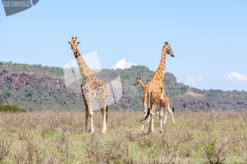 Image of Three Giraffes herd in savannah