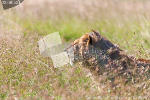 Image of Young lioness on savanna grass background