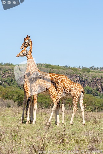 Image of three giraffes herd in savannah