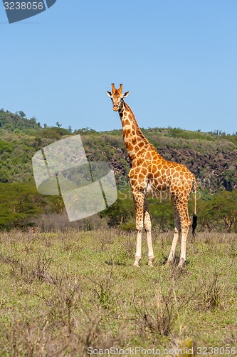 Image of giraffe on a background of grass