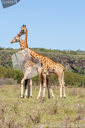 Image of three giraffes herd in savannah