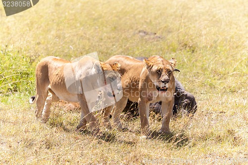 Image of Lions Feeding