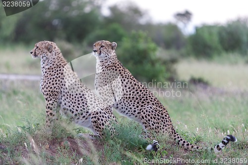 Image of The two cheetahs