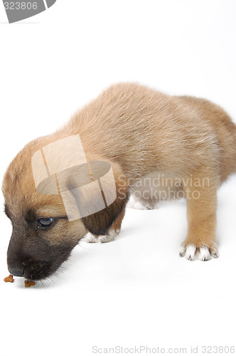 Image of Puppy