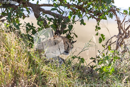 Image of cheetah