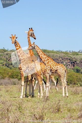 Image of three giraffes herd in savannah