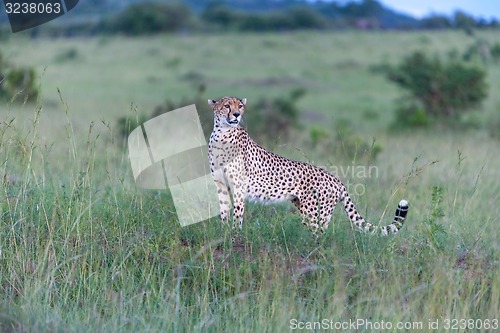 Image of cheetah