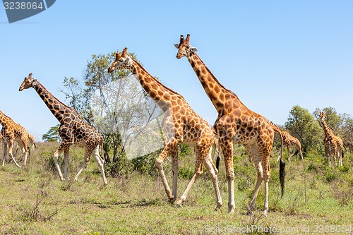 Image of Giraffes herd in savannah