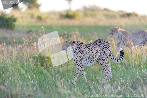 Image of cheetah