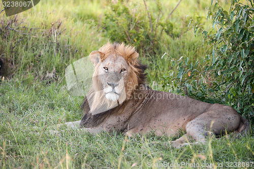 Image of lion close up against green grass background