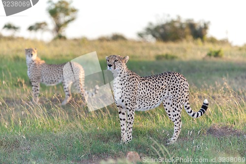 Image of The two cheetahs