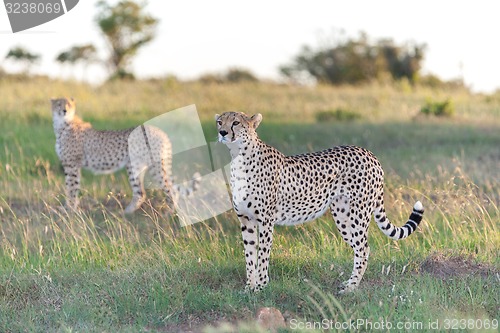 Image of The two cheetahs