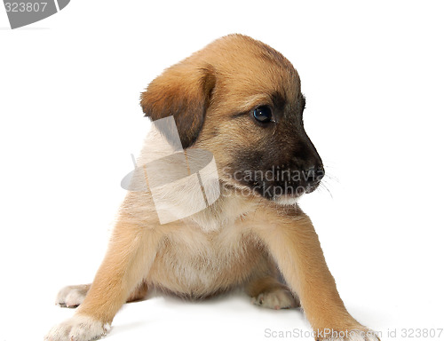 Image of Puppy