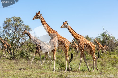 Image of Giraffes herd in savannah