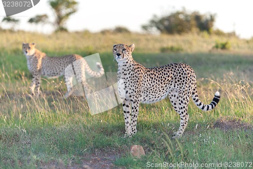 Image of cheetah