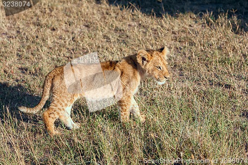 Image of lion cub on the plains Kenya