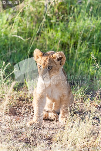Image of lion cub on the plains Kenya