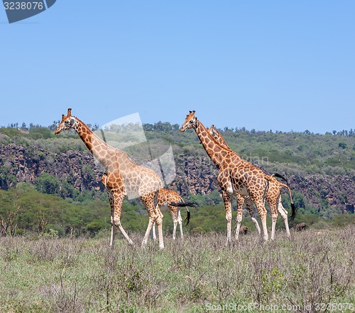 Image of Giraffes herd in savannah
