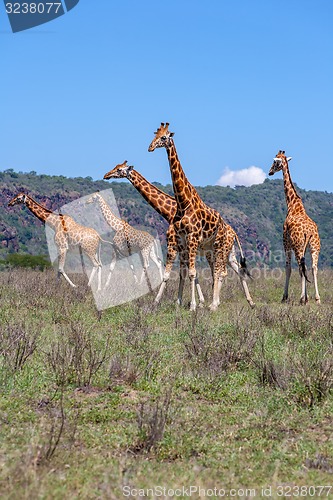 Image of Giraffes herd in savannah