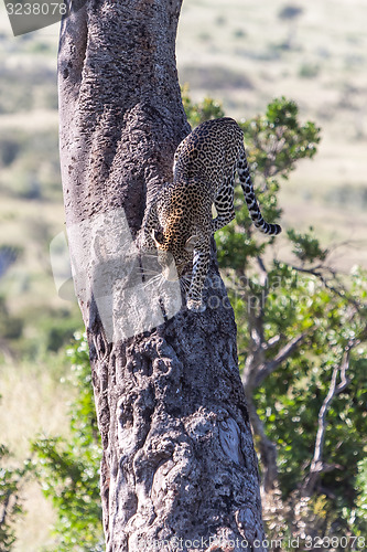 Image of Leopard in big tree