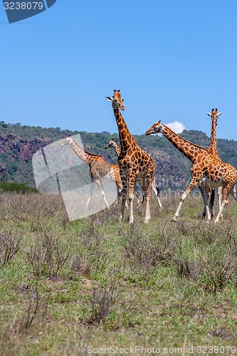 Image of Giraffes herd in savannah