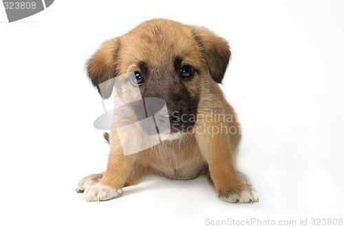 Image of Puppy