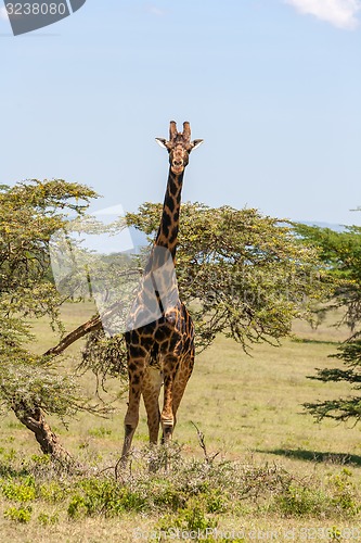 Image of giraffe on a background of grass