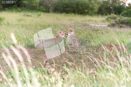 Image of The two cheetahs