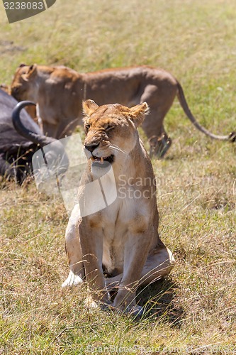 Image of Lions Feeding