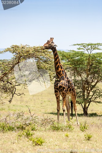 Image of giraffe on a background of grass