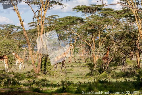 Image of Giraffes herd in savannah