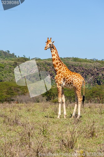 Image of giraffe on a background of grass